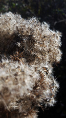 Wasserdost Fruchtstand - Eupatorium cannabinum (Asteraceae)
