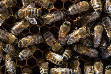 Bee turns nectar into fresh and healthy honey.