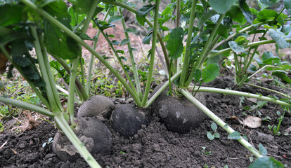 Radish black winter