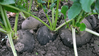 Radish black winter