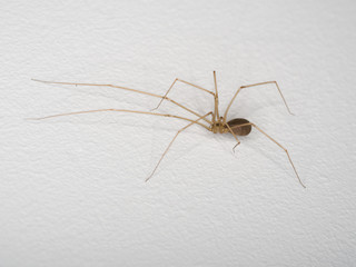 cute spider with long legs on a white background