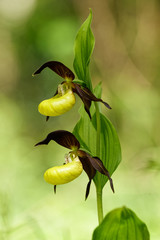 Frauenschuh, Cypripedium calceolus