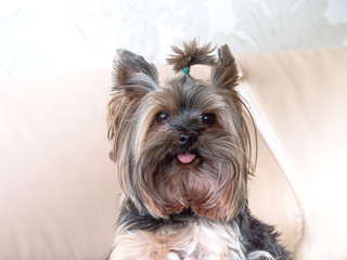 portrait of a terrier breed dog in the interior