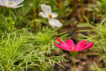 Cosmos is flowering plants in the sunflower family.