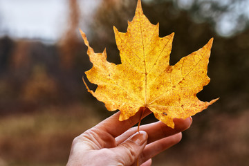 Yellow maple leaf in the hand of a woman, autumn, close