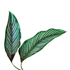 Decorative Tropical Foliage Leaves of Calathea Plant Isolated on White Background