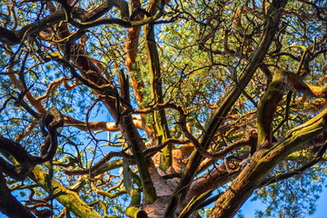 Intricate curves of the pine branches. Light and shadow, dry twigs and fresh branches on one tree.