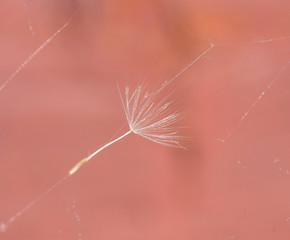 dandelion seed on the web