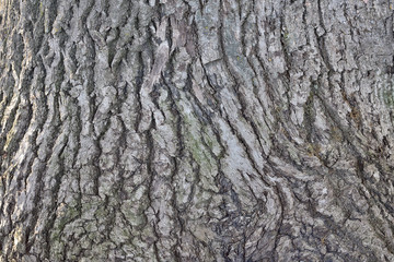 tree bark texture