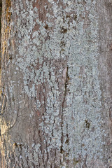old wood texture of bark of tree