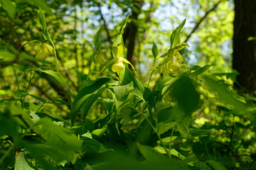 Frauenschuh, Cypripedium calceolus