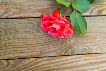 Pink rose on wooden background. Top view, copy space