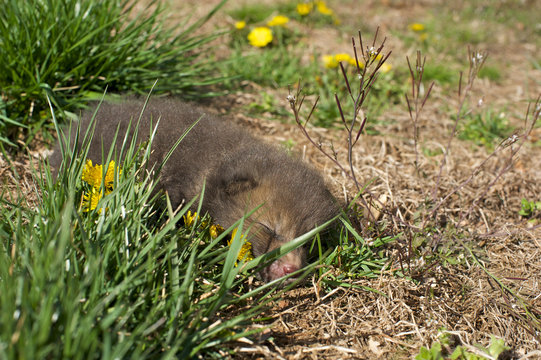 Baby fisher cat animal asleep on lawn with yellow flowers