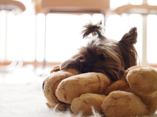 portrait of a terrier breed dog in the interior