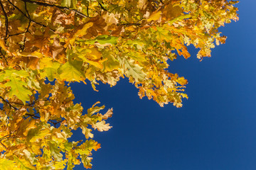 autumn yellow leaves of oak.Autumn landscape photography, illuminated by the colors of autumn.