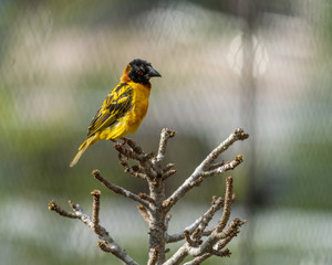 Bird on Branch