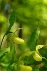 Frauenschuh, Cypripedium calceolus