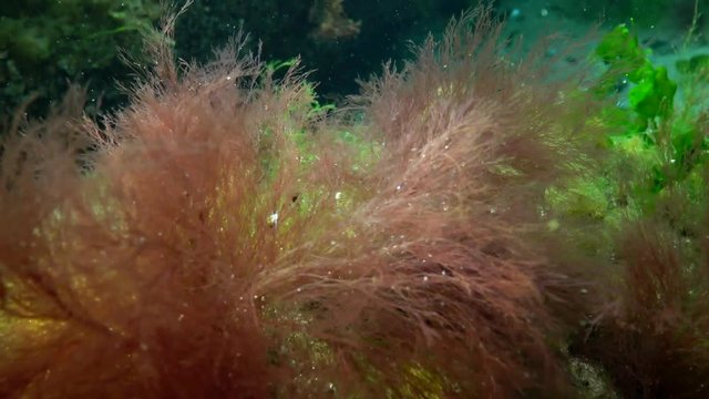 Photosynthesis in the sea, underwater landscape. Green, red and brown algae  on underwater rocks (Enteromorpha, Ulva, Ceramium, Polisiphonia). Gulf of  Odessa, Black Sea Stock Video | Adobe Stock