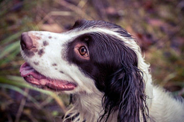 springer spaniel portrait with focus on the nose, on a background of grass