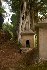 Temples and banyan tree 