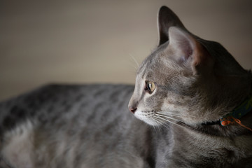 Portrait of cat with blurred background.