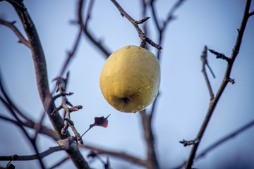 autumn leaves are fallen alone weighing an apple on a branch