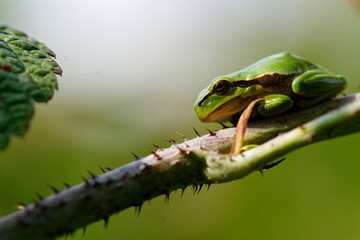 Europäischer Laubfrosch, Hyla arborea, Laubfrosch