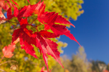 red maple leaves on a tree in autumn as a background