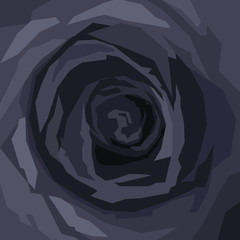 black rose close up, background in square format