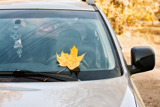 yellow maple leaf on car janitor, close