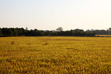  Chinese rural rice field