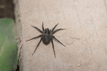 black spider