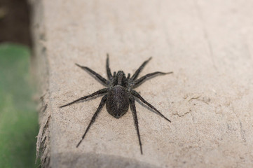 black spider
