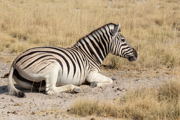 Obraz na płótnie Canvas Zebra resting on the ground