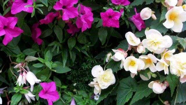 Mirabilis jalappa in parterre: last flowers in the autumn wind