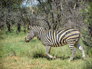 Fototapeta na wymiar Zebra wandering grassland in South Africa
