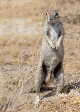 Cape Ground Squirrel In Namibia