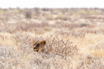 female lion in namibia