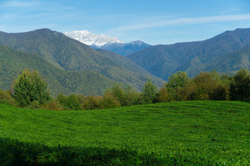 Fototapeta premium tea plantation. autumn landscape