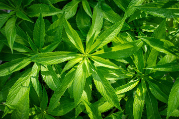 Green leaf natural background