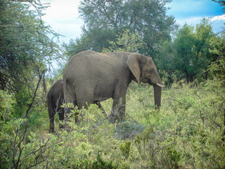 Fototapeta premium Elephant with baby calf eating leaves from trees