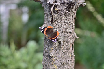  Butterfly Admiral on a tree