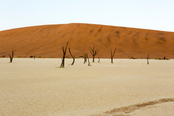 deadvlei at early morning