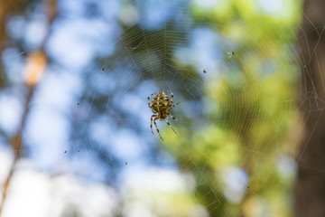 Close-up spider in web on the forest (Araneus diadematus)