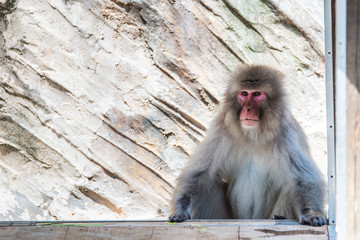japanese monkey portrait