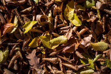 Fallen autumn leaves ideal for background