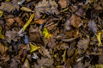 Fallen autumn leaves ideal for background