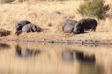 Naklejka na ściany i meble Hippos grazing neer waterhole with reflection of them in water