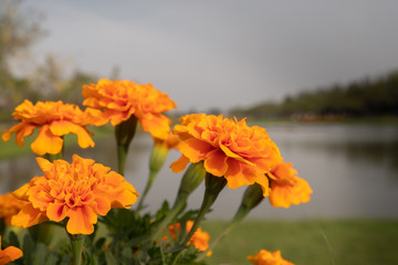 yellow marigold in public park, background is water