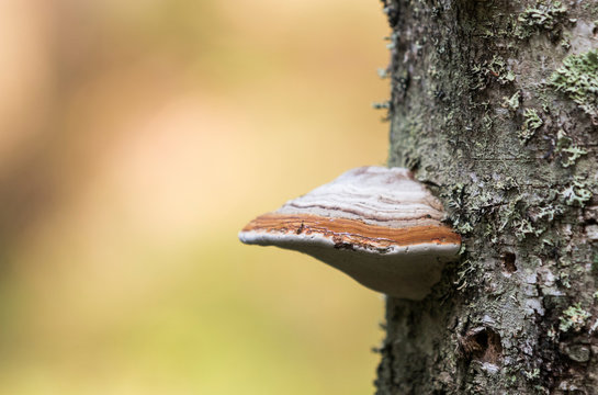 Fomes Fomentarius